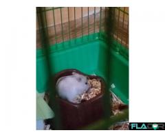 Pui hamster pitic siberian