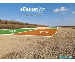 eForest, terenuri la padure, 14.500 euro, la 25 de minute de Bucuresti,  suprafata lot 900 mp